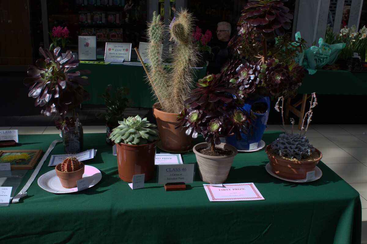 Spring Show 2026 1 cactus or succulent Class